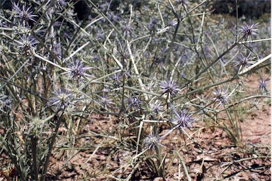 APII jpeg image of Eryngium ovinum  © contact APII