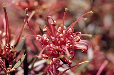 APII jpeg image of Grevillea juniperina subsp. allojohnsonii  © contact APII