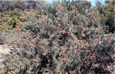 APII jpeg image of Grevillea neorigida subsp. neorigida  © contact APII