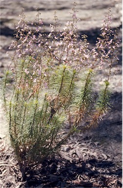 APII jpeg image of Stylidium laricifolium  © contact APII