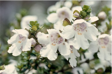 APII jpeg image of Prostanthera cuneata  © contact APII