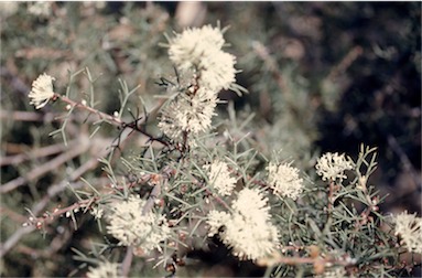 APII jpeg image of Hakea lissocarpha  © contact APII