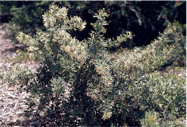 APII jpeg image of Grevillea vestita subsp. vestita  © contact APII