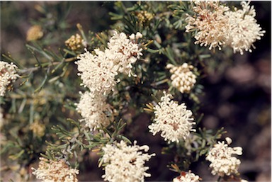 APII jpeg image of Grevillea crithmifolia  © contact APII