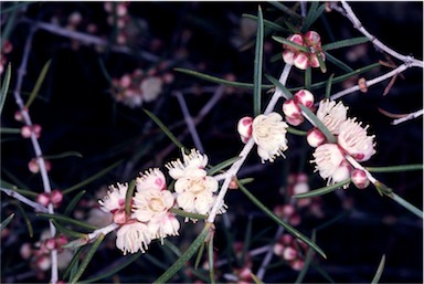 APII jpeg image of Hypocalymma angustifolium  © contact APII