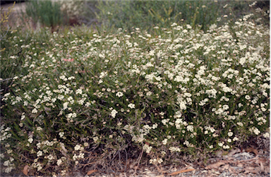 APII jpeg image of Platysace linearifolia  © contact APII