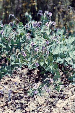 APII jpeg image of Veronica perfoliata  © contact APII