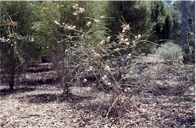 APII jpeg image of Melaleuca glaberrima  © contact APII