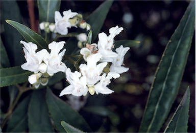 APII jpeg image of Prostanthera lasianthos  © contact APII