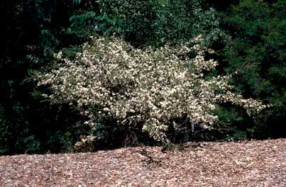 APII jpeg image of Leptospermum rotundifolium  © contact APII