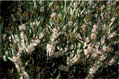 APII jpeg image of Hakea dactyloides  © contact APII