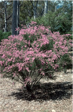 APII jpeg image of Kunzea obovata  © contact APII