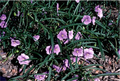 APII jpeg image of Solanum linearifolium  © contact APII