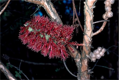 APII jpeg image of Melaleuca elliptica  © contact APII