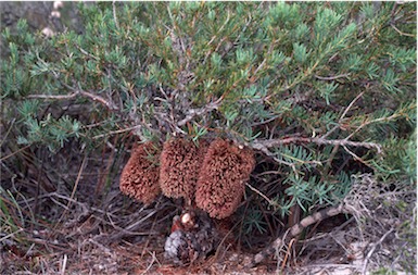 APII jpeg image of Banksia nutans var. nutans  © contact APII