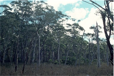 APII jpeg image of Eucalyptus camphora subsp. humeana  © contact APII