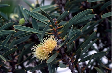 APII jpeg image of Hakea cinerea  © contact APII