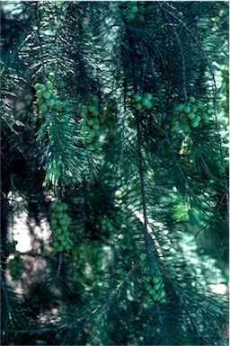 APII jpeg image of Persoonia linearis x pinifolia  © contact APII