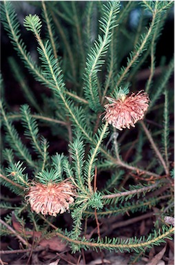 APII jpeg image of Banksia violacea  © contact APII