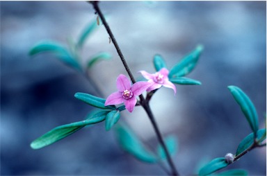 APII jpeg image of Boronia keysii  © contact APII