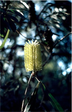 APII jpeg image of Banksia integrifolia subsp. integrifolia  © contact APII