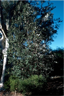 APII jpeg image of Banksia integrifolia subsp. integrifolia  © contact APII