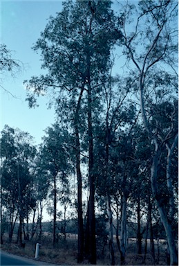 APII jpeg image of Eucalyptus cinerea subsp. triplex  © contact APII