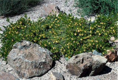 APII jpeg image of Persoonia chamaepitys  © contact APII