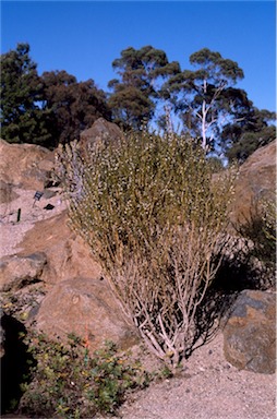 APII jpeg image of Hybanthus floribundus subsp. floribundus  © contact APII