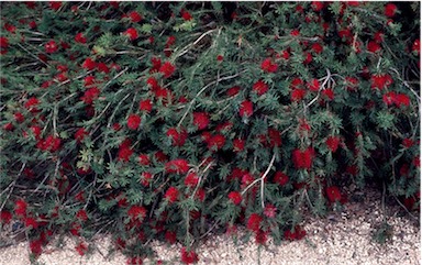 APII jpeg image of Callistemon subulatus  © contact APII