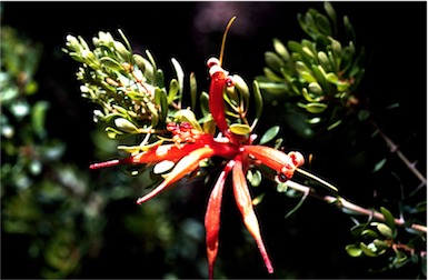 APII jpeg image of Lambertia inermis  © contact APII