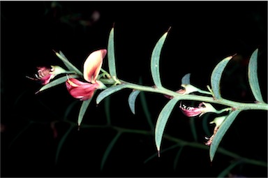 APII jpeg image of Daviesia preissii  © contact APII