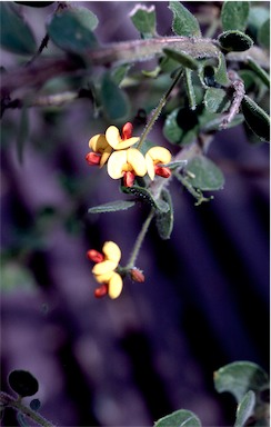 APII jpeg image of Daviesia mollis  © contact APII