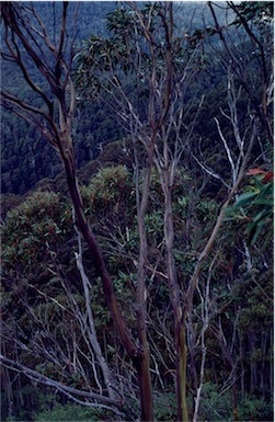 APII jpeg image of Eucalyptus imlayensis  © contact APII