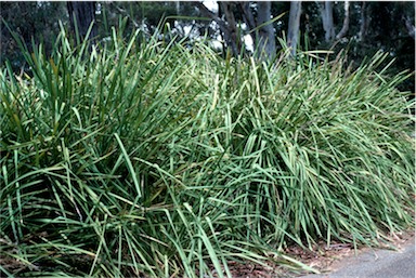 APII jpeg image of Lomandra longifolia  © contact APII