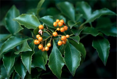 APII jpeg image of Auranticarpa rhombifolia  © contact APII