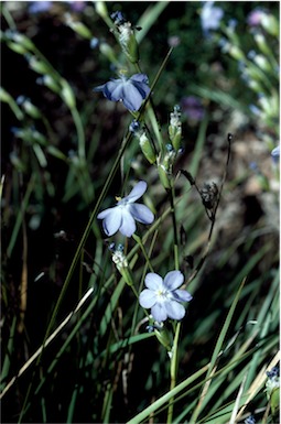 APII jpeg image of Orthrosanthus multiflorus  © contact APII