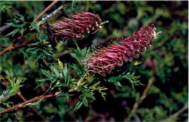 APII jpeg image of Grevillea acanthifolia  © contact APII