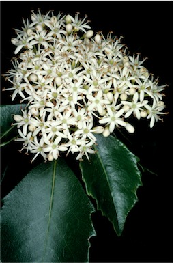 APII jpeg image of Auranticarpa rhombifolia  © contact APII