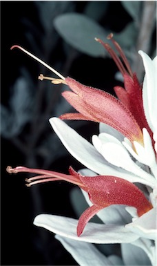 APII jpeg image of Eremophila glabra  © contact APII