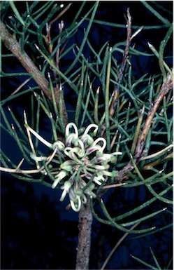 APII jpeg image of Hakea pulvinifera  © contact APII