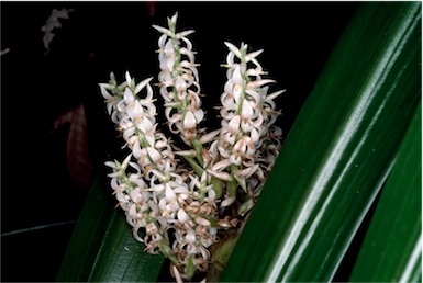 APII jpeg image of Helmholtzia acorifolia  © contact APII