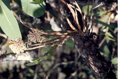 APII jpeg image of Dendrobium smillieae  © contact APII