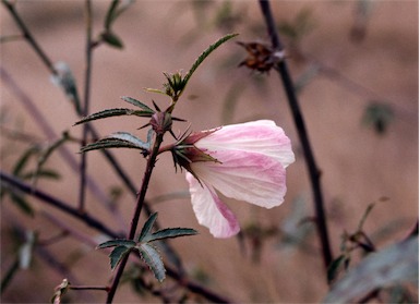 APII jpeg image of Hibiscus meraukensis  © contact APII