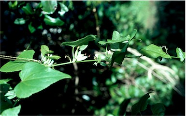 APII jpeg image of Zehnaria baueriana  © contact APII