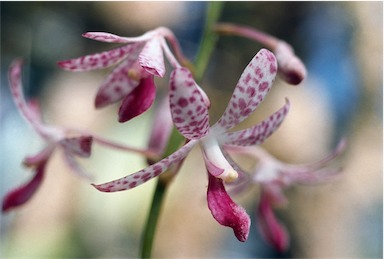 APII jpeg image of Dipodium ensifolium  © contact APII