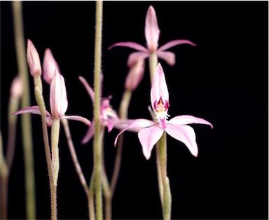 APII jpeg image of Caladenia elongata  © contact APII