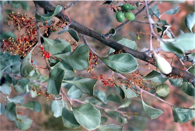 APII jpeg image of Grevillea wickhamii subsp. aprica  © contact APII