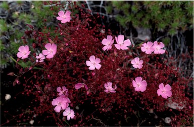 APII jpeg image of Drosera  © contact APII