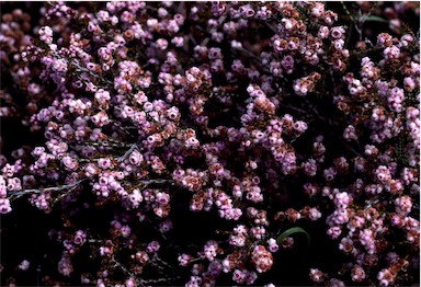 APII jpeg image of Thryptomene  © contact APII